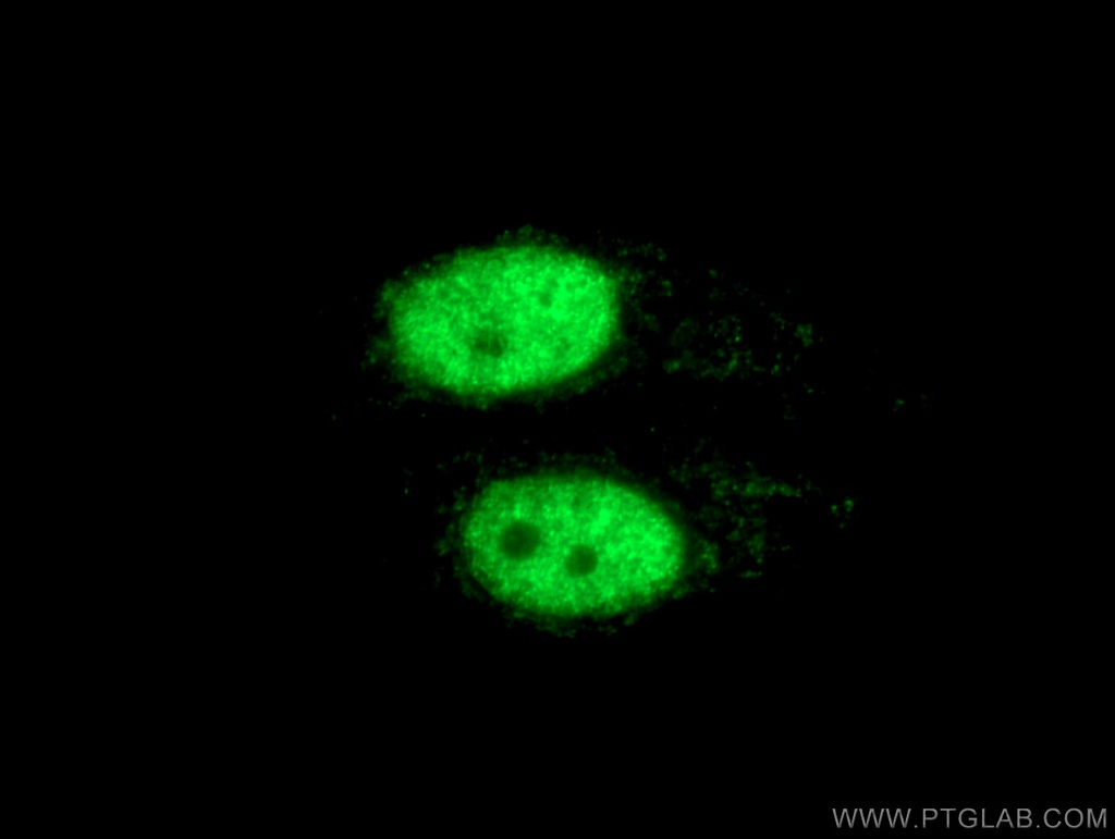 HNRNPD Polyclonal antibody