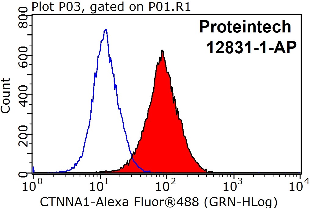 Alpha E-Catenin Polyclonal antibody