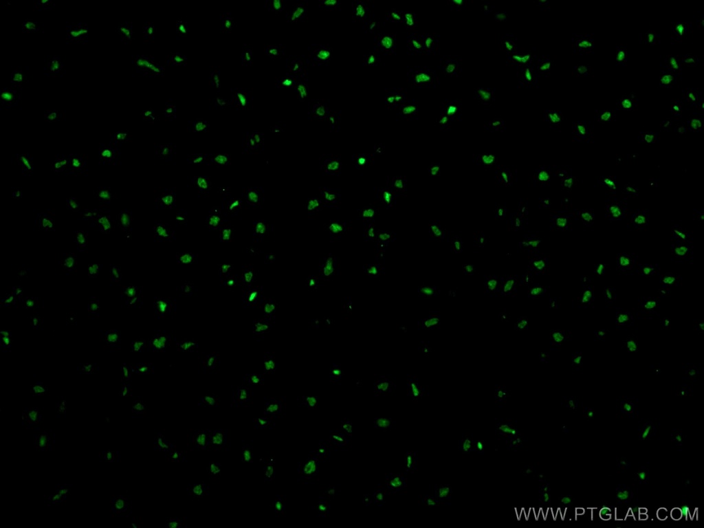 SMARCD3 Polyclonal antibody