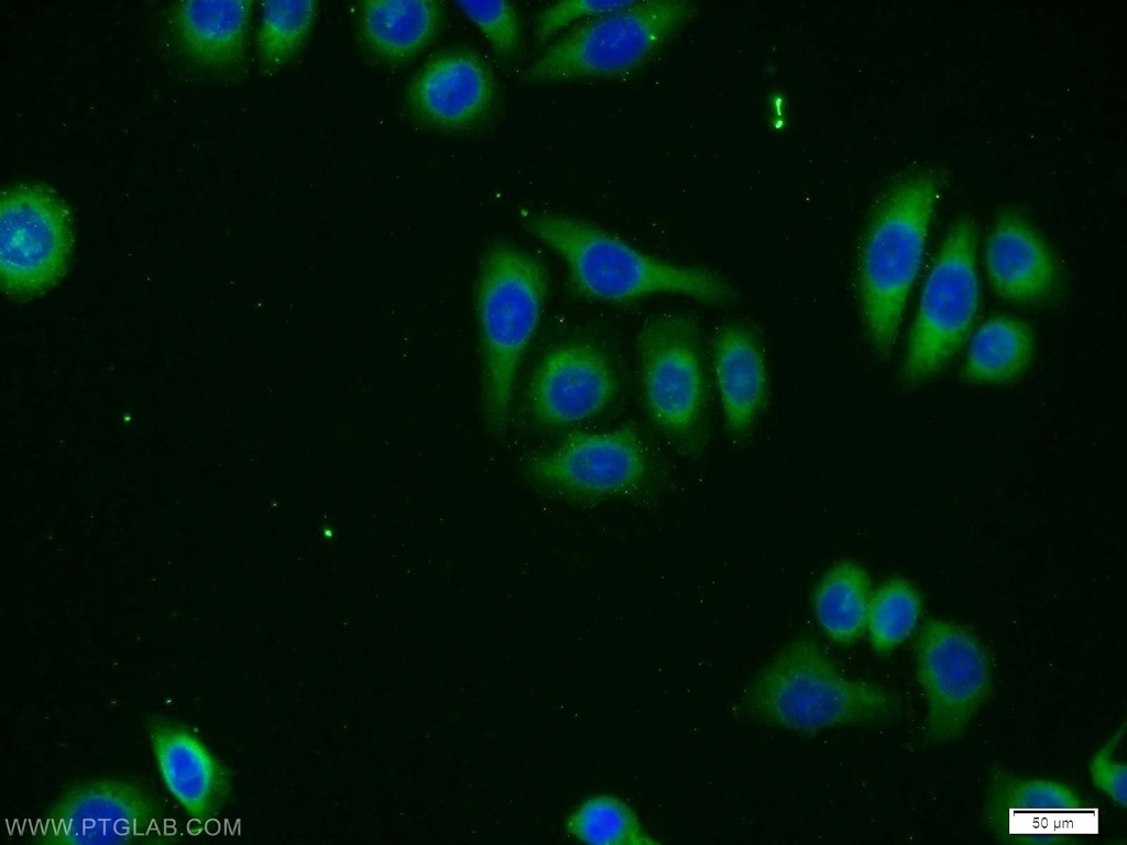ZMPSTE24 Polyclonal antibody