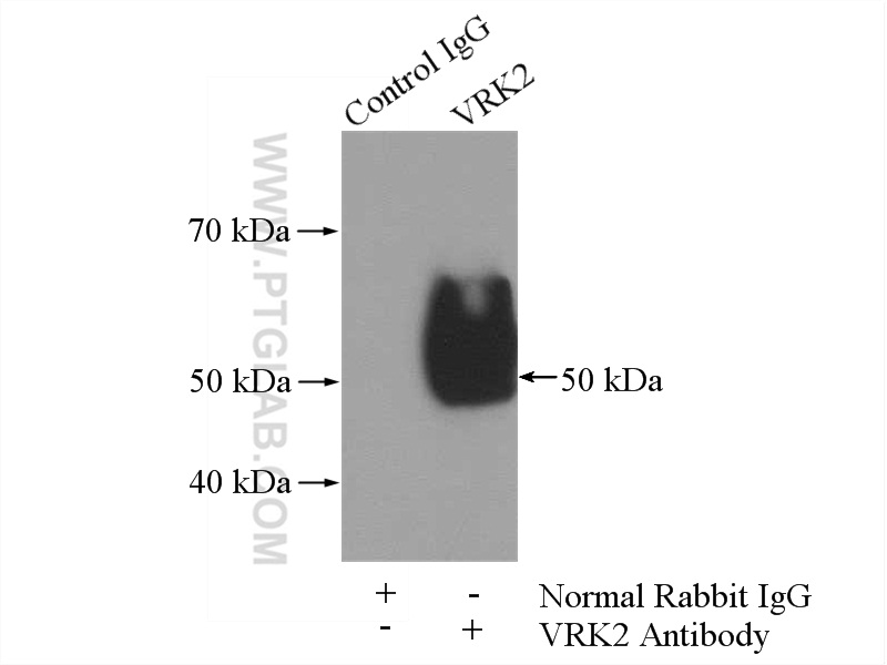 VRK2 Polyclonal antibody