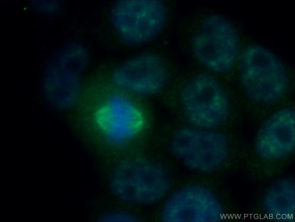 PPIG Polyclonal antibody