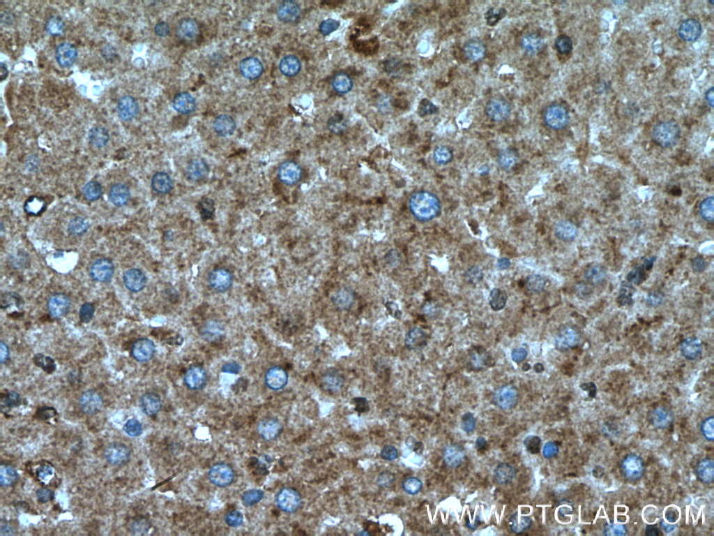 SIRT7 Polyclonal antibody