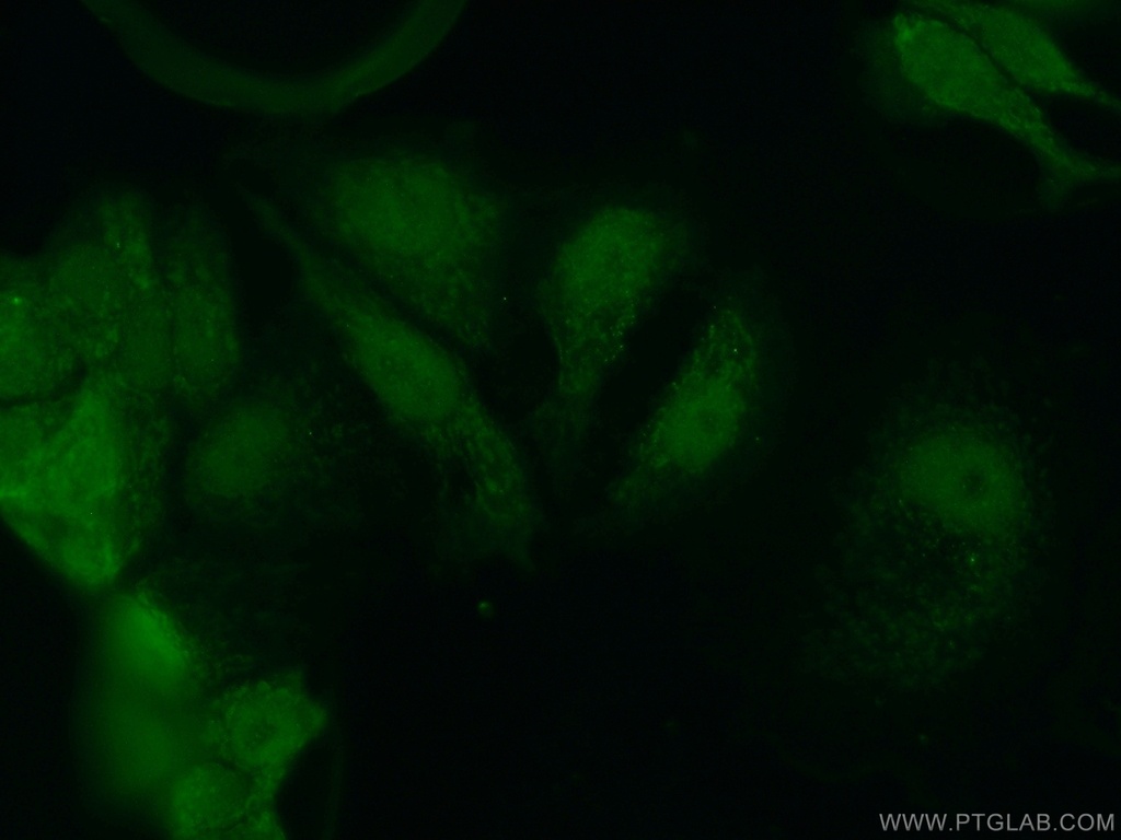 CEBPG Polyclonal antibody