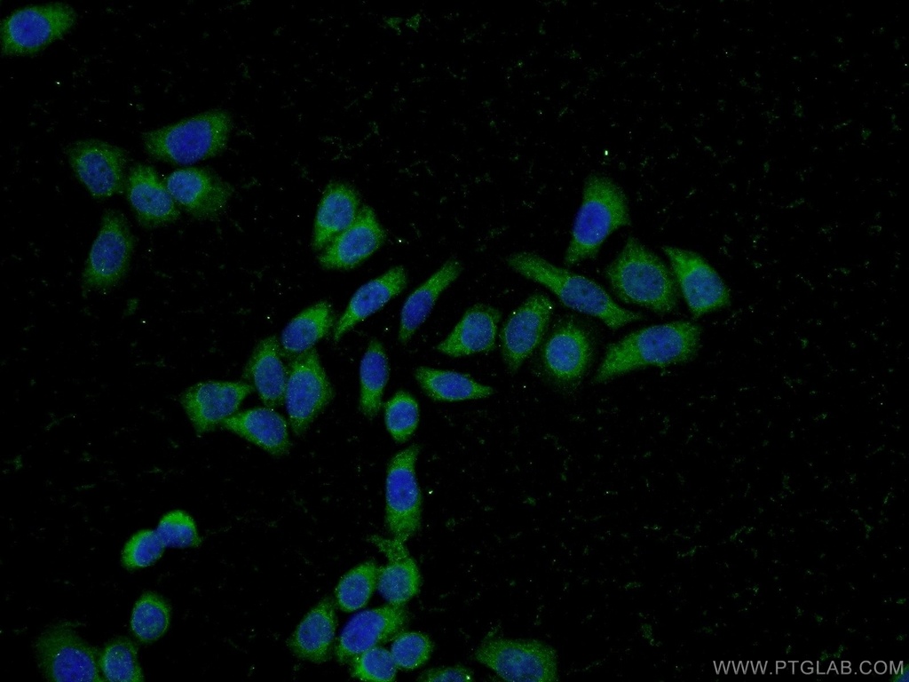 PFDN2 Polyclonal antibody