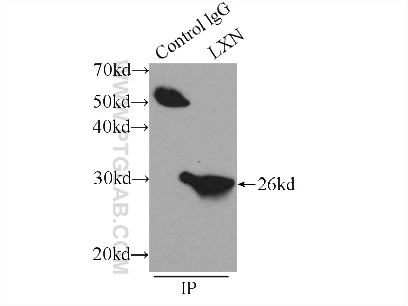 LXN Polyclonal antibody