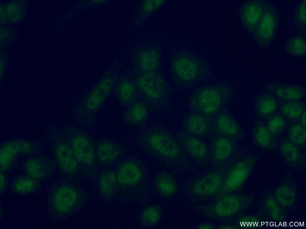 CDK2AP1 Polyclonal antibody