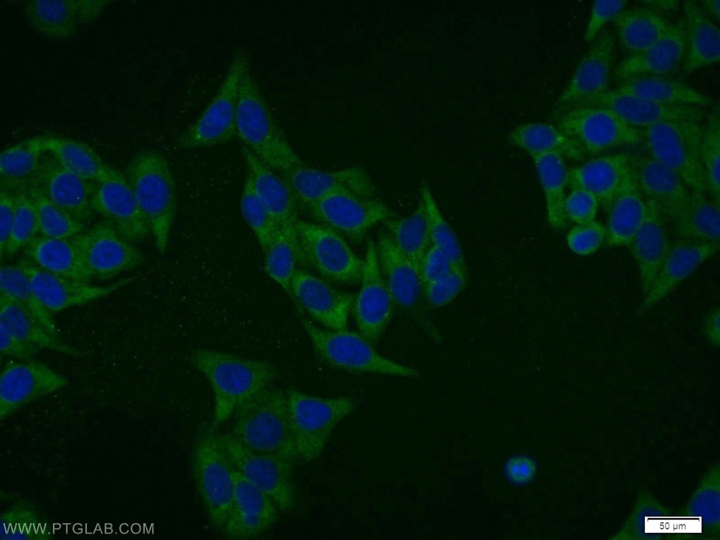 DRG1 Polyclonal antibody