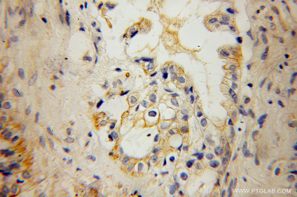KCNF1 Polyclonal antibody