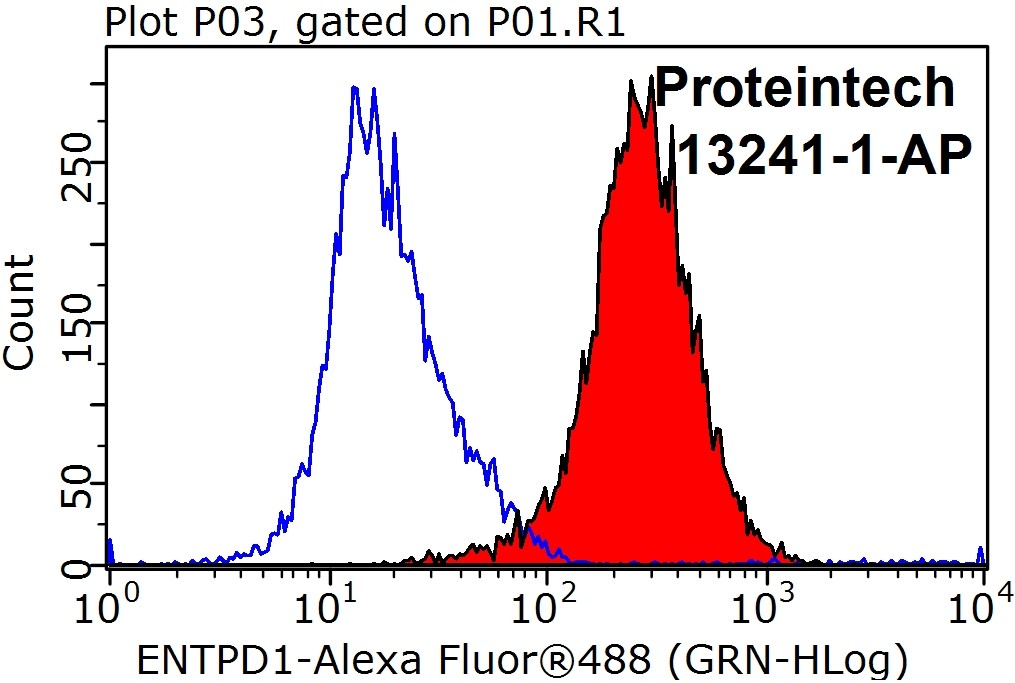 CYP1A1 Polyclonal antibody