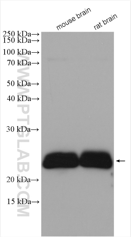 CEND1 Polyclonal antibody