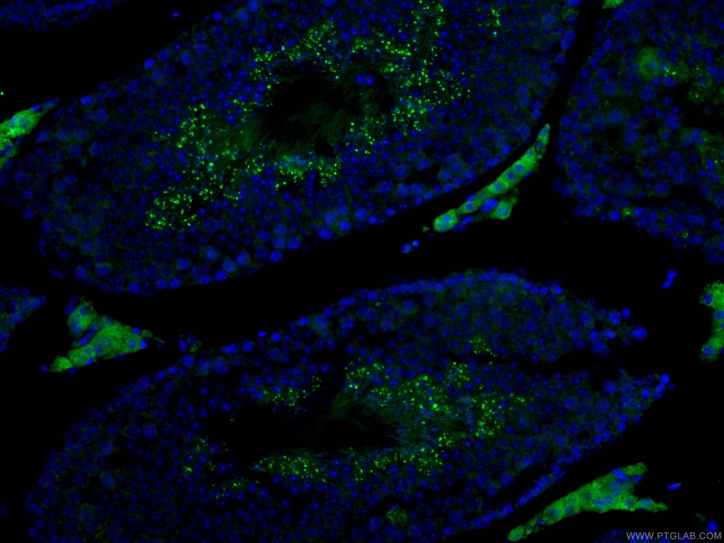 IZUMO1 Polyclonal antibody