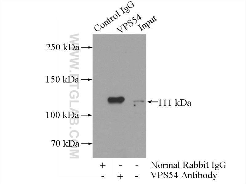 VPS54 Polyclonal antibody