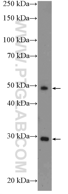 ICOS Polyclonal antibody