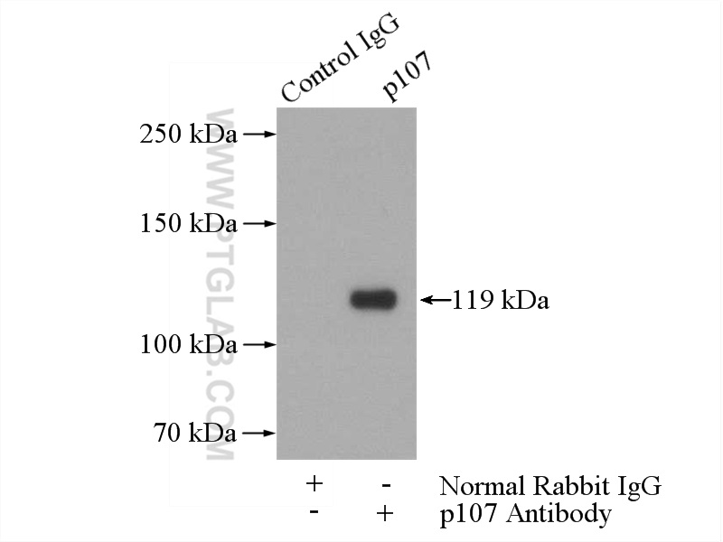 p107 Polyclonal antibody