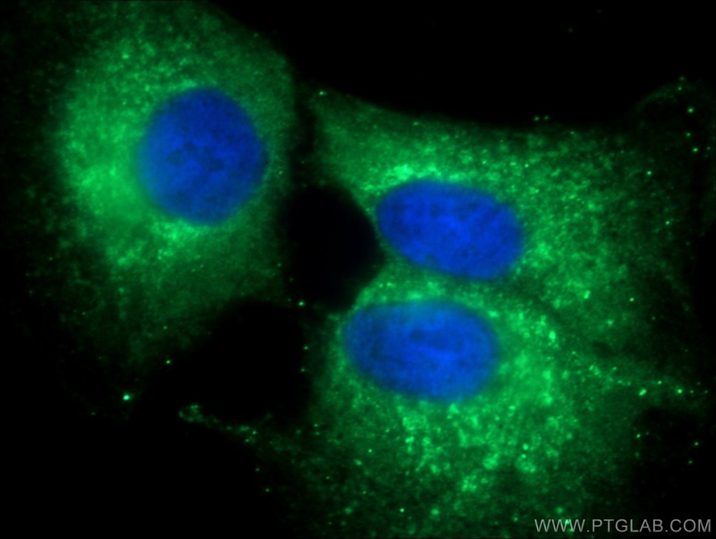 ERGIC-53 Polyclonal antibody