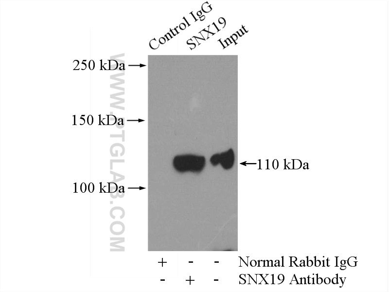 SNX19 Polyclonal antibody