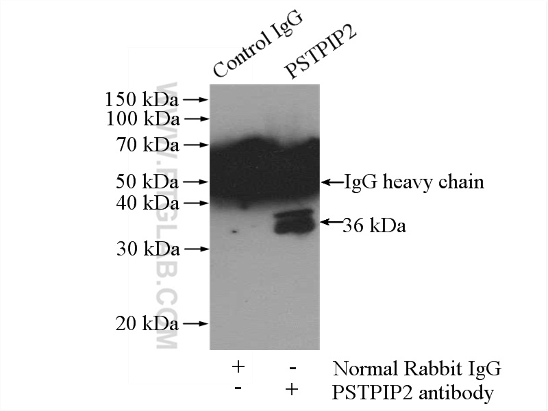PSTPIP2 Polyclonal antibody