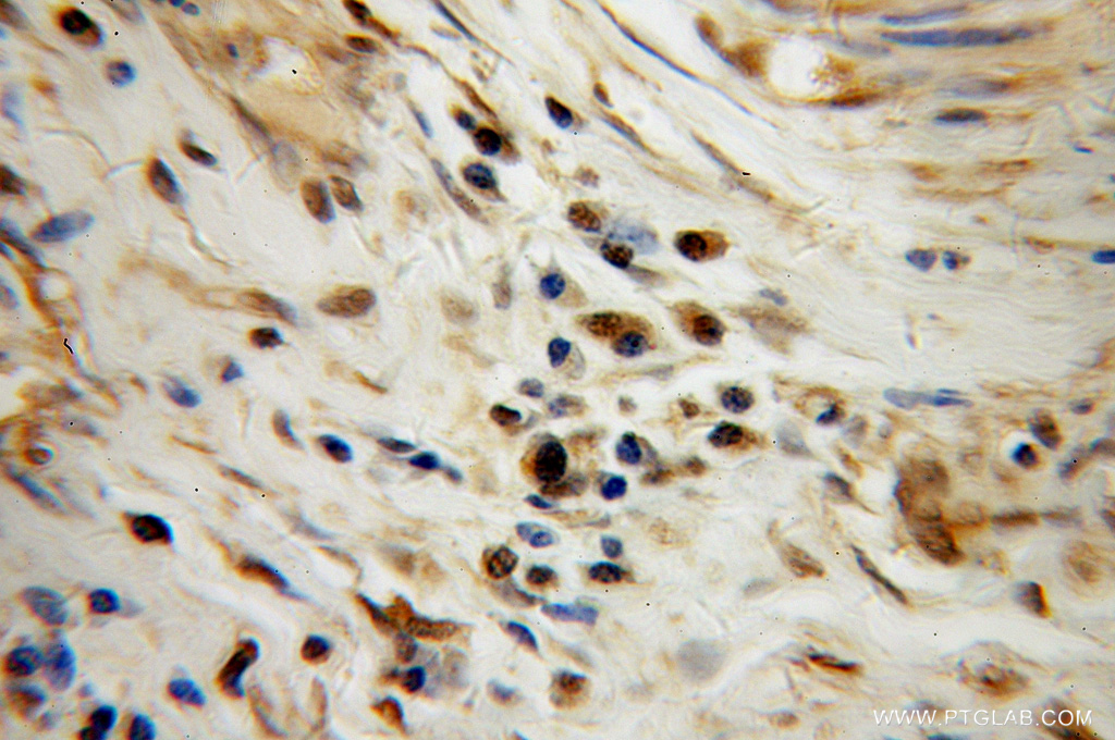 TAF7 Polyclonal antibody