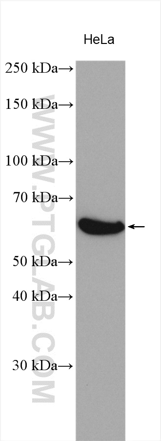 MARVELD2 Polyclonal antibody