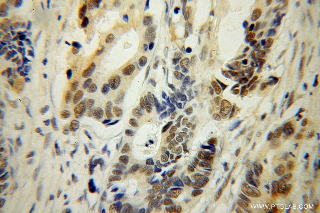 TFEC Polyclonal antibody