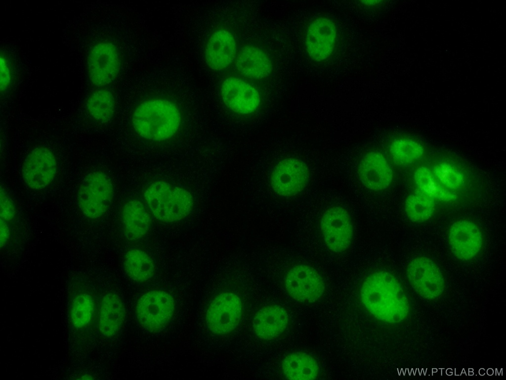 APC2 Polyclonal antibody