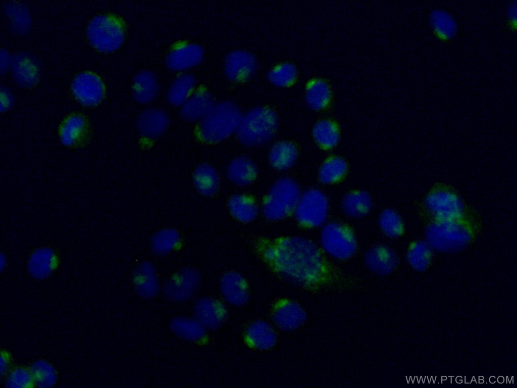 ARFGAP1 Polyclonal antibody