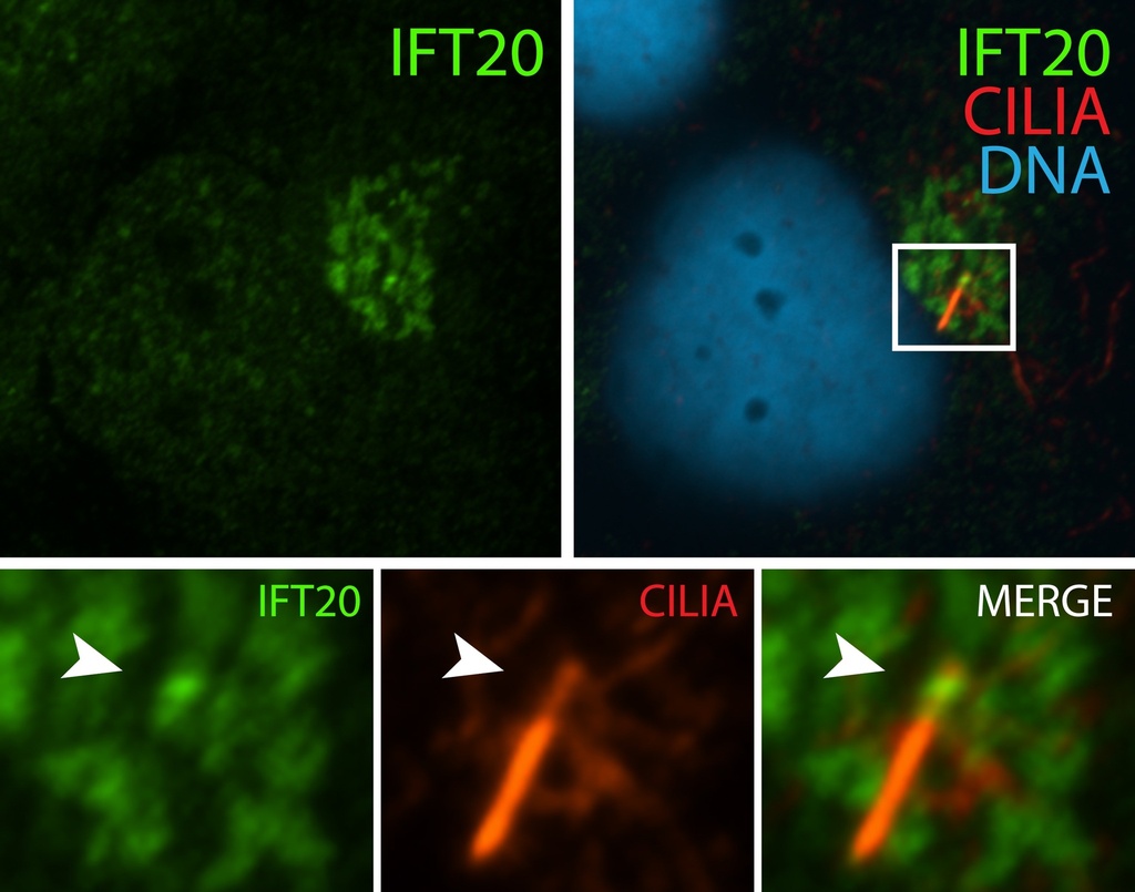 IFT20 Polyclonal antibody