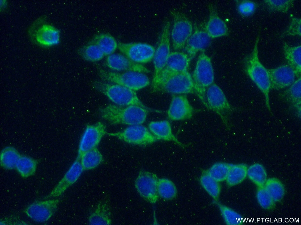 CREB3L4 Polyclonal antibody
