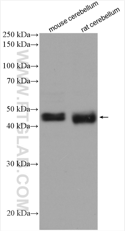 NEGR1 Polyclonal antibody