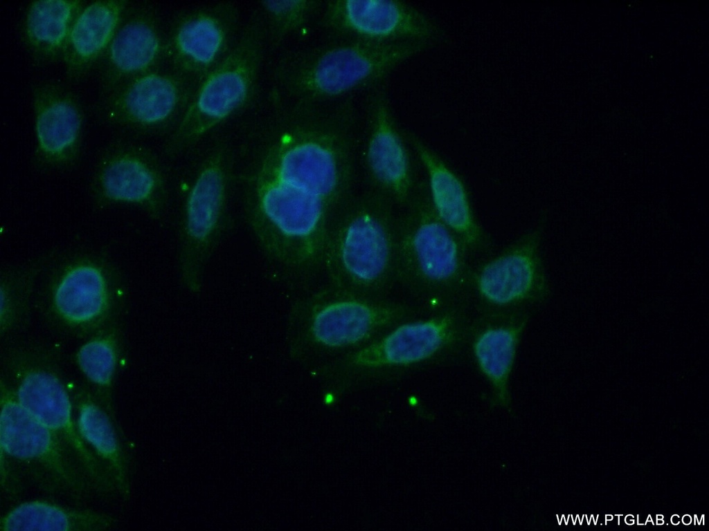 Calpain 11 Polyclonal antibody