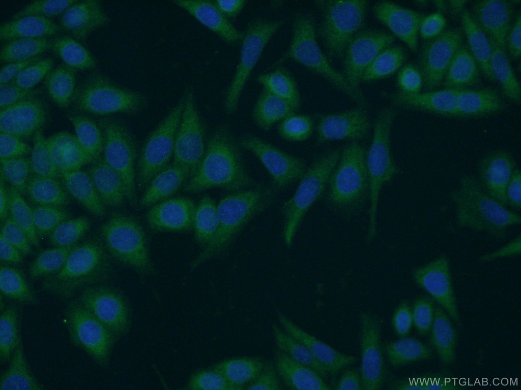 HERC4 Polyclonal antibody