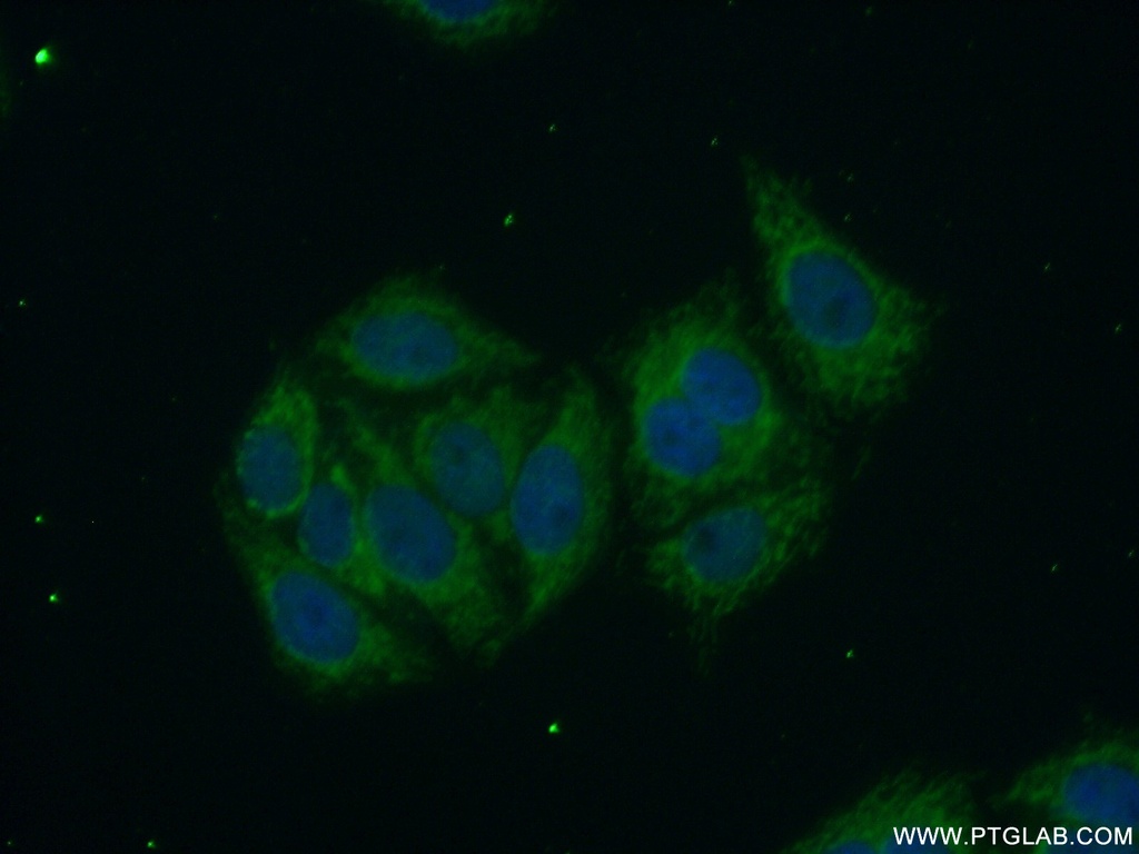 SLC9A9 Polyclonal antibody
