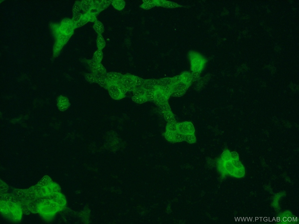 DUT Polyclonal antibody