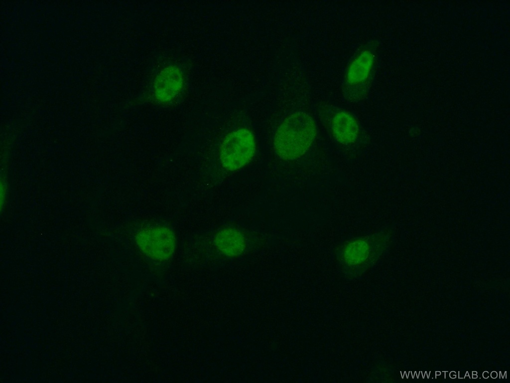 MYST2 Polyclonal antibody