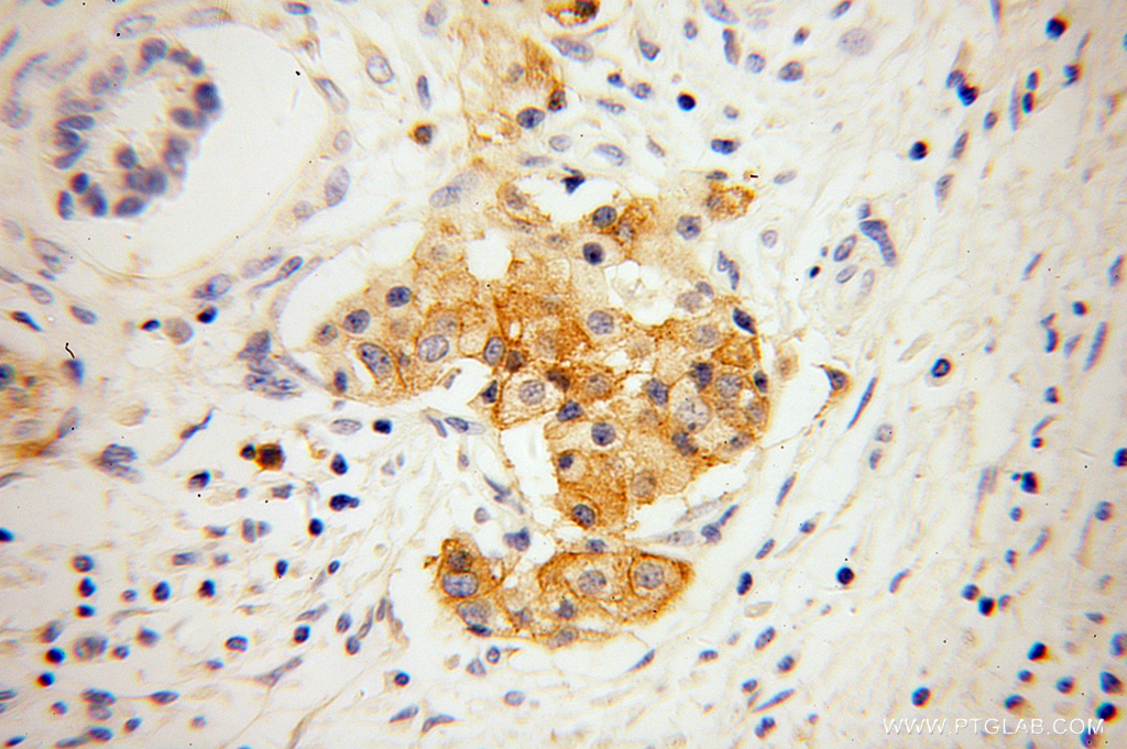 GNG4 Polyclonal antibody