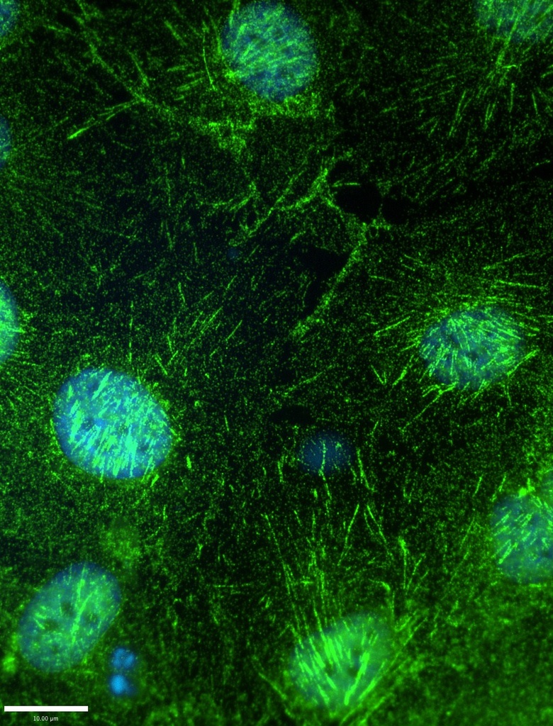 SEPT7 Polyclonal antibody
