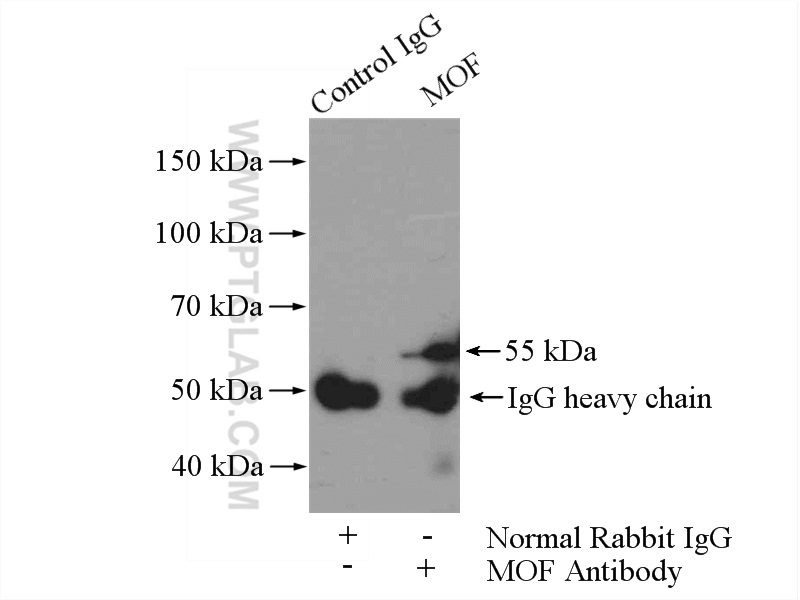 MOF Polyclonal antibody