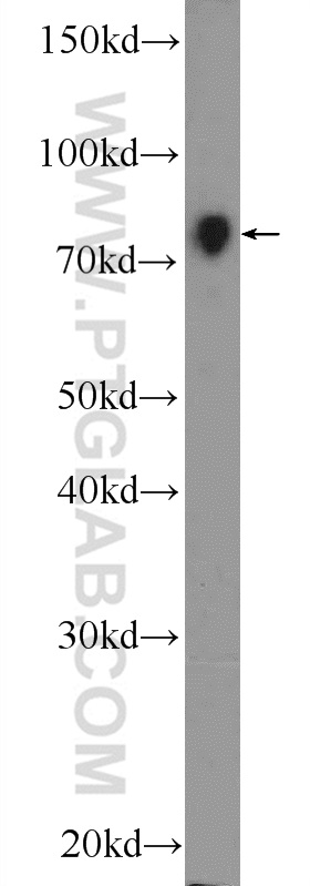 NR1D2 Polyclonal antibody