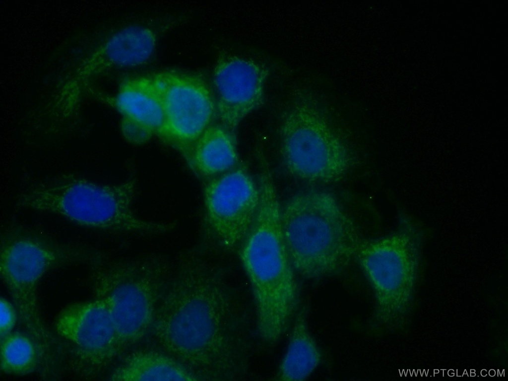 SODD/BAG4 Polyclonal antibody