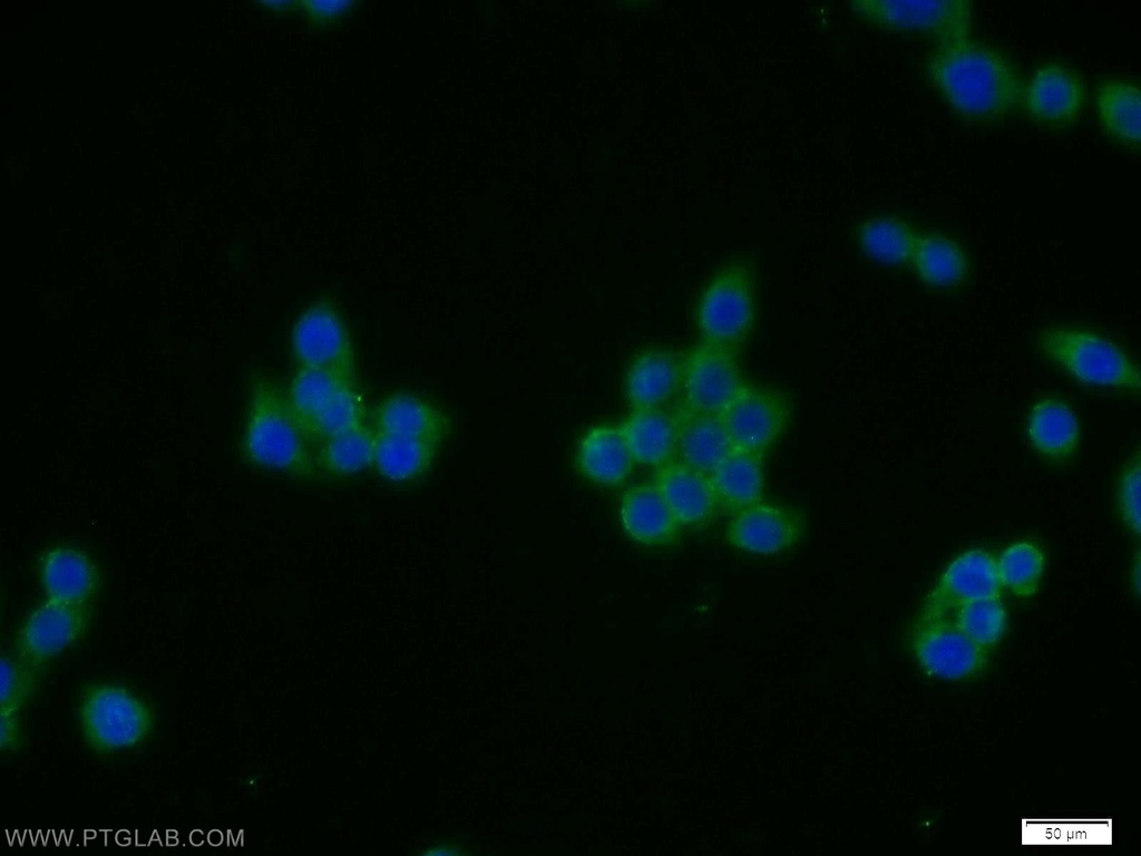 CTRP4 Polyclonal antibody