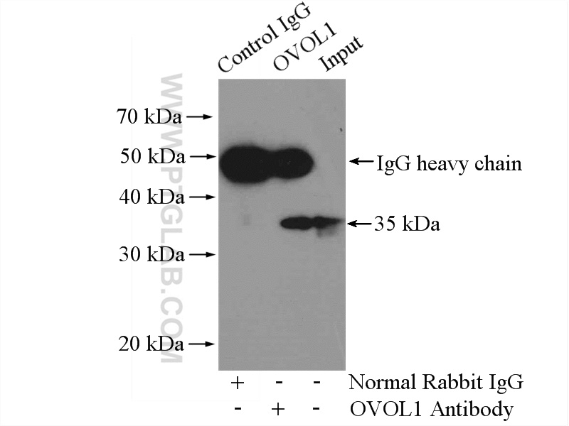 OVOL1 Polyclonal antibody