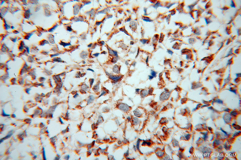 ATP5J Polyclonal antibody
