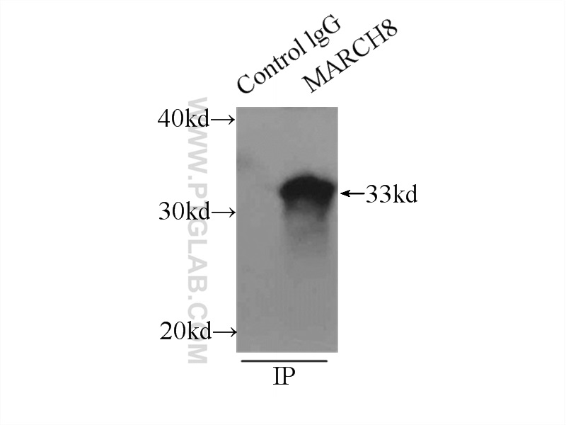 MARCH8 Polyclonal antibody