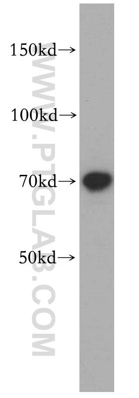 RUFY2 Polyclonal antibody