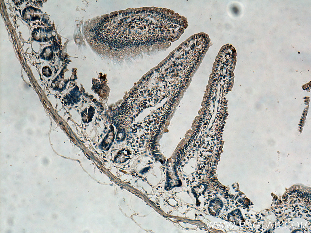 UPP1 Polyclonal antibody