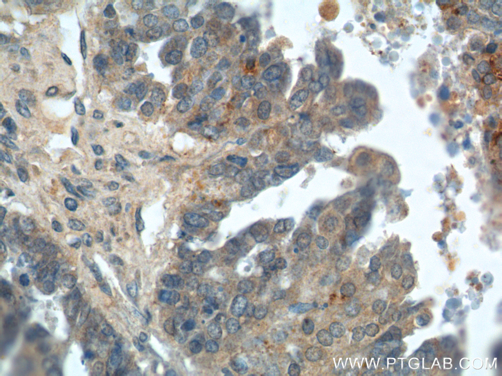 Kallikrein 8 Polyclonal antibody
