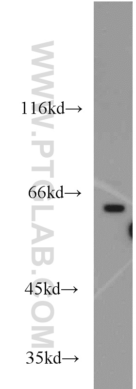 APLF Polyclonal antibody