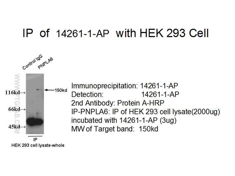 PNPLA6 Polyclonal antibody