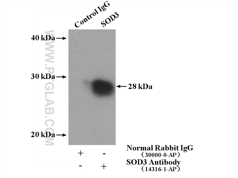 SOD3 Polyclonal antibody